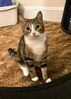 Eleanor -  Domestic Short Hair Cat for Adoption in Greenwich Township, New Jersey - Eleanor | PetCurious