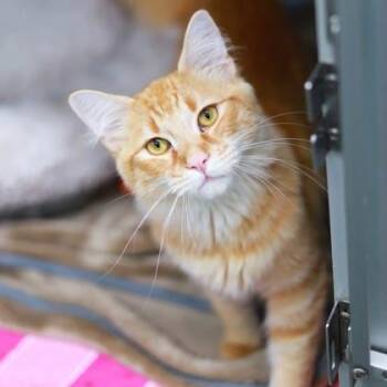 Sonny-D -  Domestic Short Hair Cat for Adoption in Atlanta, Georgia - Sonny-D | PetCurious