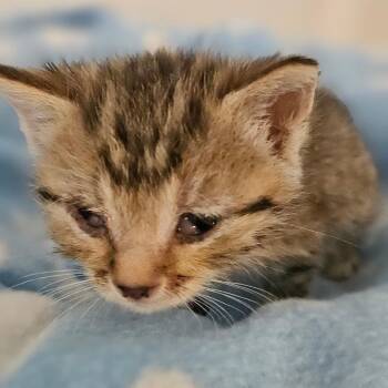 Domestic Short Hair Cats Available for Adoption in Newport, Tennessee - Winona (Purple Collar) | PetCurious