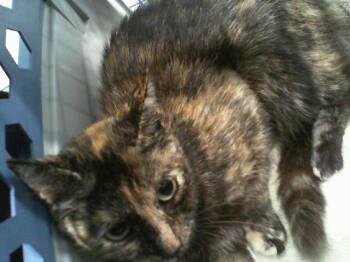A1268384 -  Domestic Short Hair Cat for Adoption in Charlotte, North Carolina - A1268384 | PetCurious