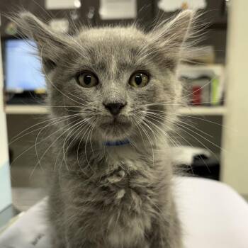 Bailey -  Domestic Long Hair Cat for Adoption in Tampa, Florida - Bailey | PetCurious