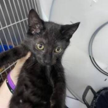 Cricket -  Domestic Short Hair Cat for Adoption in Marble, North Carolina - Cricket | PetCurious