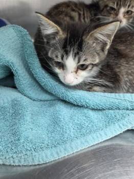 BERT -  Domestic Short Hair Cat for Adoption in Killeen, Texas - BERT | PetCurious