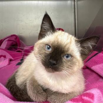 Trevi -  Domestic Medium Hair Cat for Adoption in Victoria, British Columbia - Trevi | PetCurious