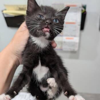 Binx -  Domestic Short Hair Cat for Adoption in Buchanan Dam, Texas - Binx | PetCurious