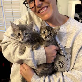 Meatball -  Domestic Short Hair Cat Available for Adoption in Medford Lakes, New Jersey - Meatball | PetCurious