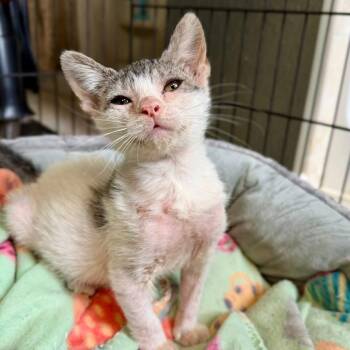 Polka dot -  Domestic Short Hair Cat for Adoption in Tampa, Florida - Polka Dot | PetCurious