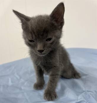 Domestic Short Hair Cats Available for Adoption in Fort Lauderdale, Florida - BARTON | PetCurious