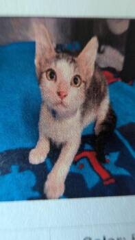 Steve -  Domestic Short Hair Cat for Adoption in Parker, Colorado - Steve | PetCurious