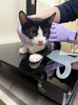 Rescue Domestic Short Hair Cats for Adoption in West Chester, Pennsylvania - Nightingale | PetCurious