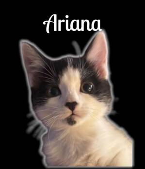 Ariana -  Domestic Short Hair Cat for Adoption in Auburn, California - Ariana | PetCurious