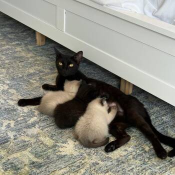 Luna -  Domestic Short Hair Cat for Adoption in Franklin, Tennessee - Luna | PetCurious