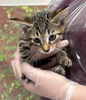 Domestic Short Hair Cats Available for Adoption in San Antonio, Texas - COOKIE BUTTER | PetCurious