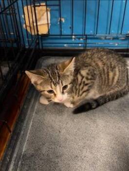 Truffle -  Domestic Short Hair Cat for Adoption in Louisville, Kentucky - Truffle | PetCurious