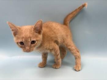 Glover -  Domestic Short Hair Cat for Adoption in Woodbury, Minnesota - Glover | PetCurious