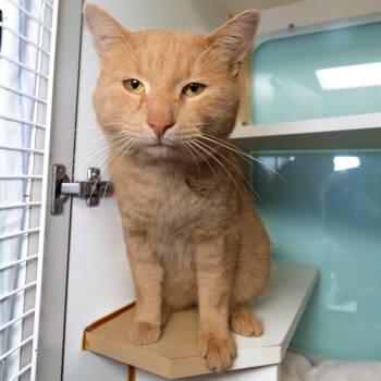 Rescue Domestic Short Hair Cats for Adoption in South Elgin, Illinois - Werewolf | PetCurious