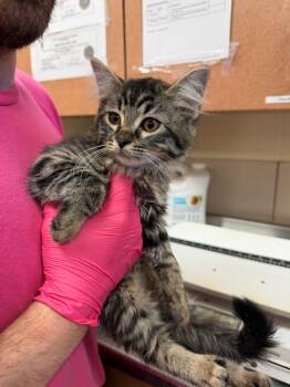 Juliette -  Domestic Short Hair Cat for Adoption in Bossier City, Louisiana - Juliette | PetCurious