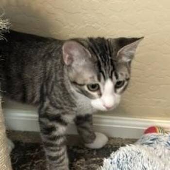 Da Vinci -  Tabby Cat for Adoption in Phoenix, Arizona - Da Vinci | PetCurious