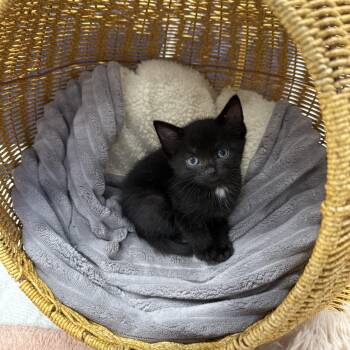 Sabrina -  Domestic Short Hair Cat for Adoption in Lebanon, Kentucky - Sabrina | PetCurious