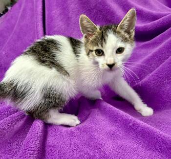 Gretal -  Domestic Short Hair Cat for Adoption in River Edge, New Jersey - Gretal | PetCurious