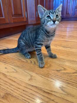 26-11 Moe -  Domestic Short Hair Cat for Adoption in St. Helens, Oregon - 26-11 Moe | PetCurious