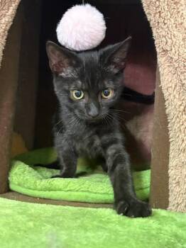 Twine -  American Shorthair Cat for Adoption in Quail Heights, Florida - Twine | PetCurious