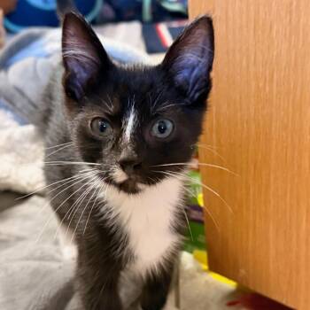 Rufus -  Domestic Short Hair Cat for Adoption in Rochester, Minnesota - Rufus | PetCurious