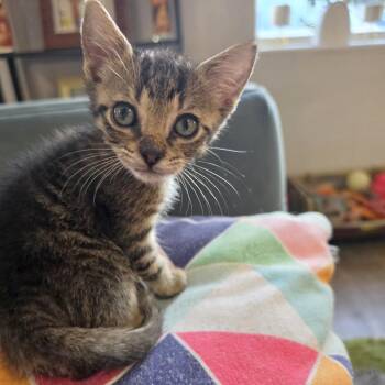 Igloo 22 -  Domestic Short Hair Cat for Adoption in Austin, Texas - Igloo 22 | PetCurious