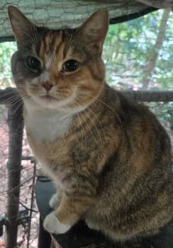 Savanna -  Domestic Short Hair Cat for Adoption in Ocean Pines, Maryland - Savanna | PetCurious