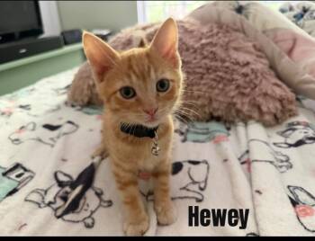 Hewey -  Domestic Short Hair Cat for Adoption in Darien, Georgia - Hewey | PetCurious