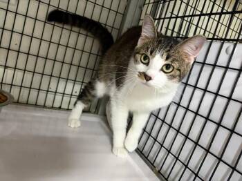 Shadow -  Domestic Short Hair Cat for Adoption in Greensburg, Indiana - Shadow | PetCurious