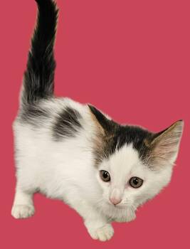 Rescue Domestic Short Hair Cats for Adoption in New Castle, Indiana - Purrito | PetCurious