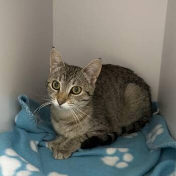 Foliage -  Domestic Short Hair Cat for Adoption in Salt Lake City, Utah - Foliage | PetCurious