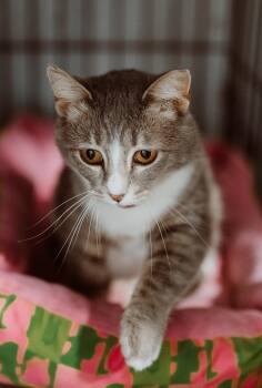 Domestic Short Hair Cats Available for Adoption in Le Mars, Iowa - Little Mittens | PetCurious