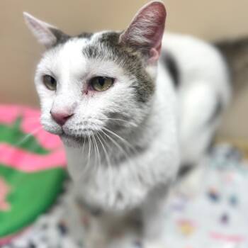 Domestic Short Hair Cats Available for Adoption in Wheeling, Illinois - Kitty Hawk | PetCurious