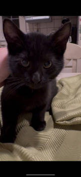 Rescue Domestic Short Hair Cats for Adoption in Cuyahoga Falls, Ohio - Brody | PetCurious