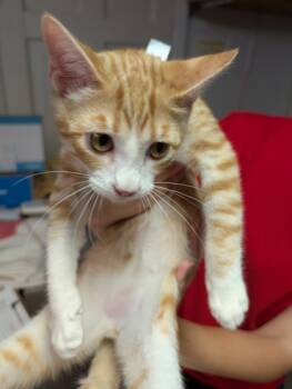 Rescue Domestic Short Hair Cats for Adoption in Leander, Texas - Kord | PetCurious