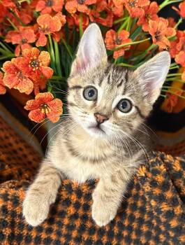 4/3/26 Robert -  Domestic Short Hair Cat for Adoption in Stillwater, Oklahoma - 4/3/26 Robert | PetCurious