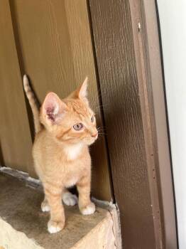 Domestic Short Hair Cats Available for Adoption in San Antonio, Texas - Cheeto | PetCurious