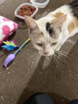 Rescue Domestic Short Hair Cats for Adoption in Philadelphia, Pennsylvania - Polly | PetCurious