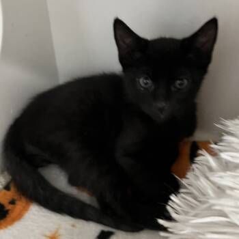 Rescue Domestic Short Hair Cats for Adoption in Jupiter, Florida - Bing | PetCurious