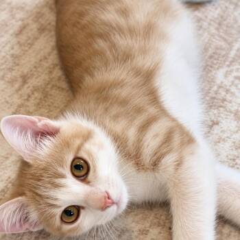 Riley -  Domestic Short Hair Cat for Adoption in Lewisville, Texas - Riley | PetCurious