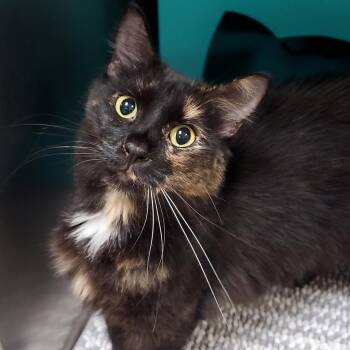 Lily -  Domestic Long Hair and Mixed Breed Cat for Adoption in Titusville, Florida - Lily | PetCurious
