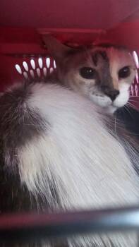 MACY -  Domestic Short Hair Cat for Adoption in Dallas, Texas - MACY | PetCurious