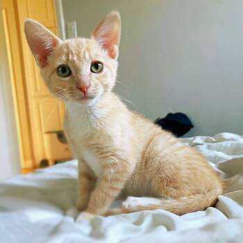 Rescue Domestic Short Hair Cats for Adoption in Eagle Mountain, Utah - Kira Humbracht | PetCurious