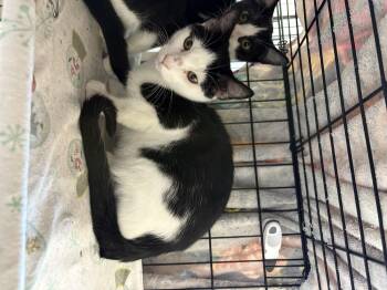 Rescue Domestic Short Hair Cats for Adoption in Black River Falls, Wisconsin - Cosmo | PetCurious
