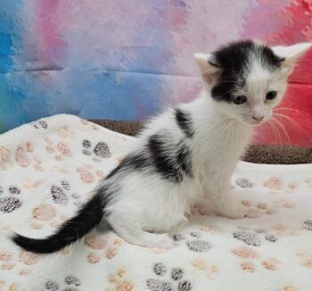Domestic Short Hair Cats Available for Adoption in Washington Court House, Ohio - Beauty | PetCurious