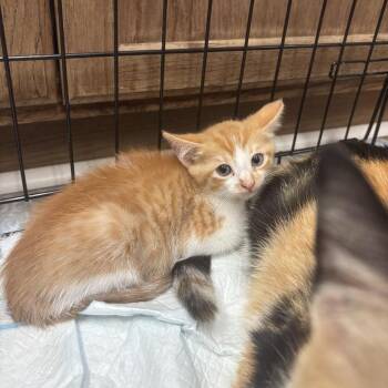 Domestic Short Hair Cats Available for Adoption in Hinesville, Georgia - Pinapple | PetCurious