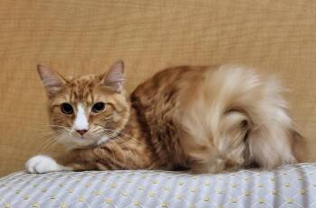 Peyton -  Tabby and Domestic Short Hair Cat for Adoption in Gilbert, Arizona - Peyton | PetCurious