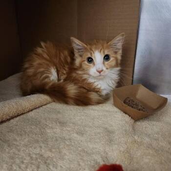 Quinn -  Domestic Long Hair Cat for Adoption in Des Moines, Iowa - Quinn | PetCurious